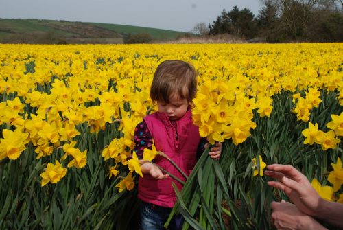 Child in Daffodil Field