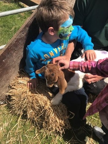 Meeting the goats at Open Farm Sunday 2017