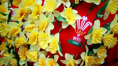 Puffin Produce give away 10,000 Daffodils at England vs. Wales