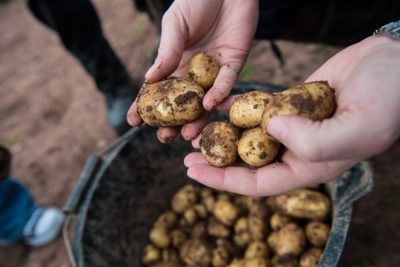 Pembrokeshire Early Potatoes New Season