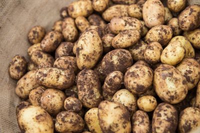 Pembrokeshire Early Potatoes New In Season