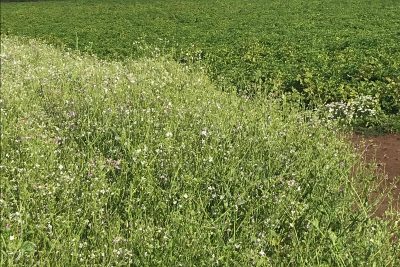 Wildflower mix on headland of potato field - REEF 2019
