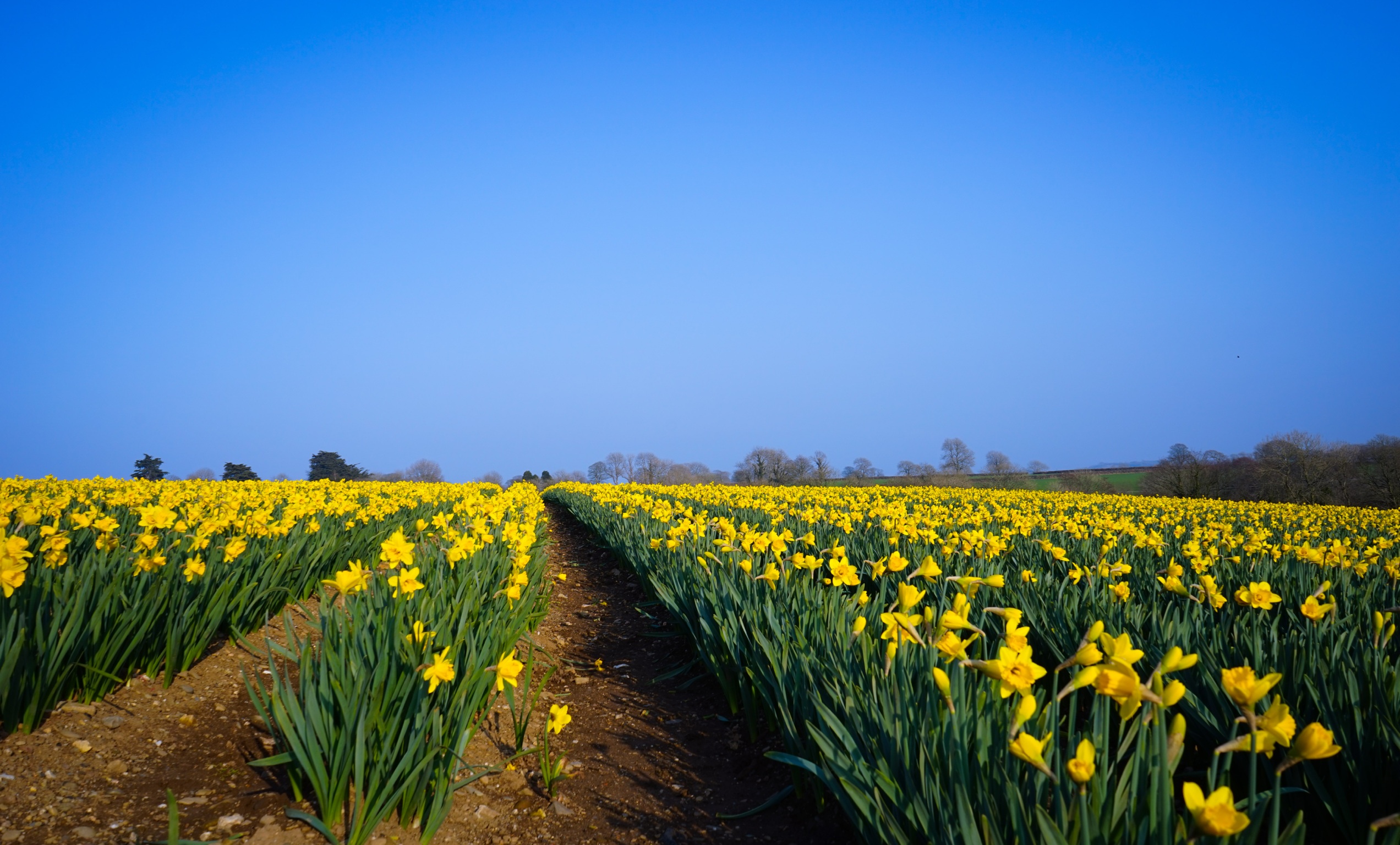 Welsh Blas y Tir Daffodil field