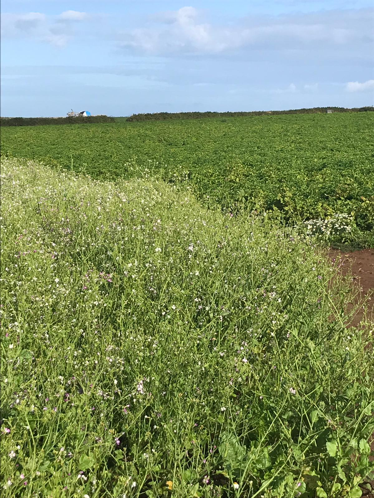 Wildflower mix on headland of potato field - REEF 2019